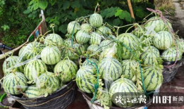 陇南吃瓜爆料是真的吗,真相揭秘，是真是假？